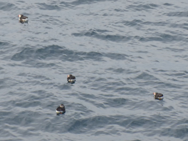 puffins